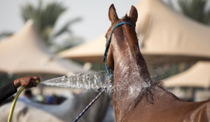 horse with heat stress being cooled with water