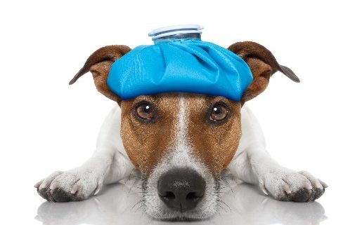 3 Key Facts About Canine Influenza
