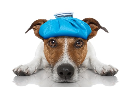 3 Key Facts About Canine Influenza