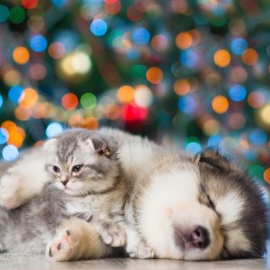 Traveling for the holidays? Here’s how to prepare your pet. | NASC