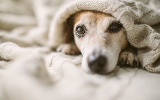 How to Help Your Dog Overcome Separation Anxiety  | NASC