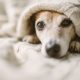 How to Help Your Dog Overcome Separation Anxiety  | NASC