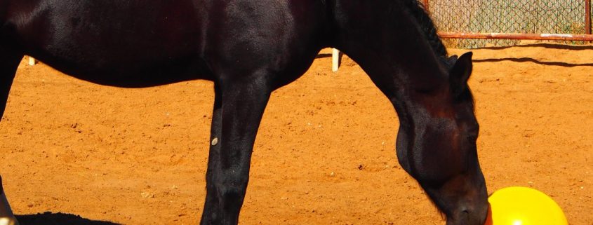 Boredom Busters for Horses | NASC