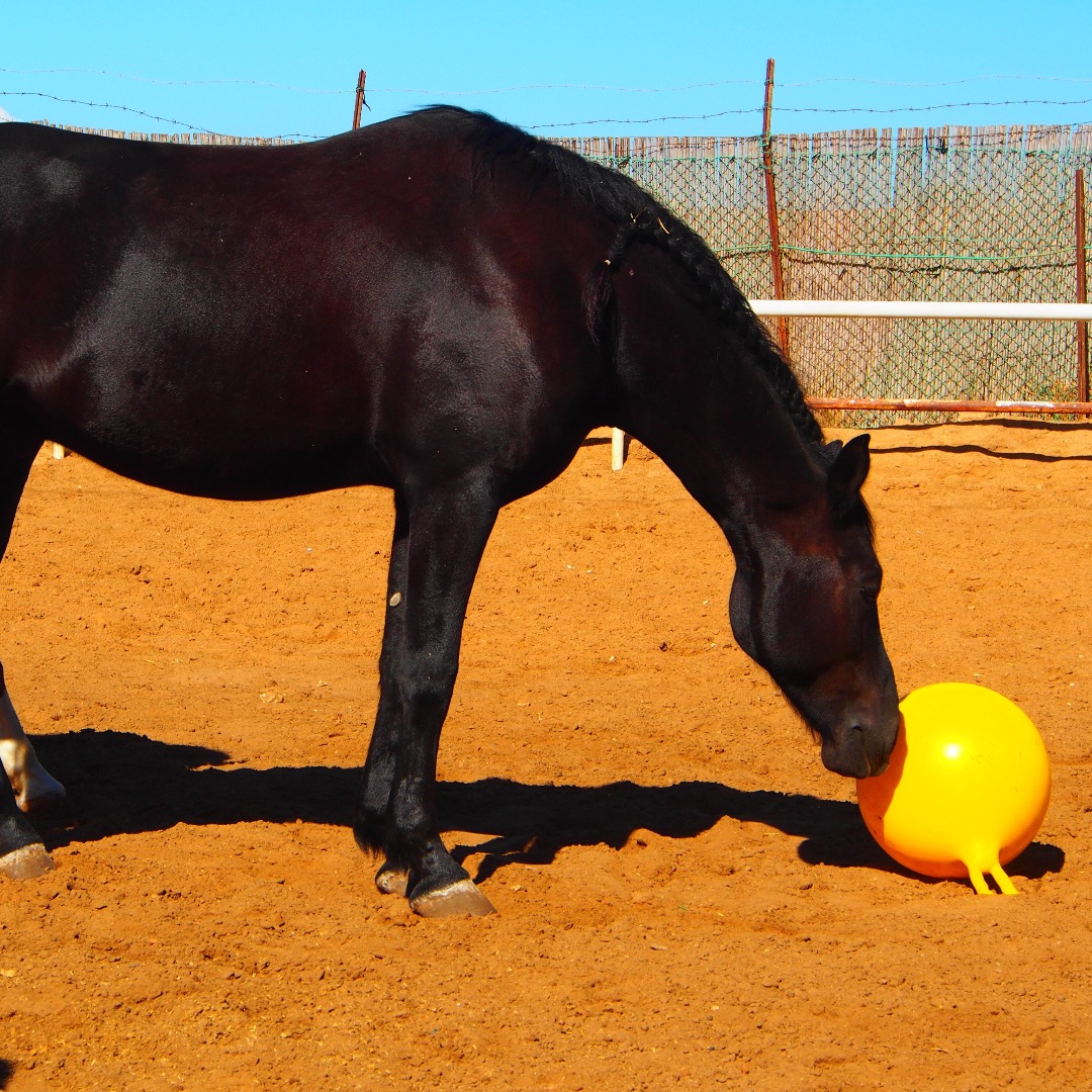 Boredom Busters for Horses | NASC