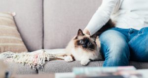 How to Prevent your Cat from Clawing Furniture | NASC