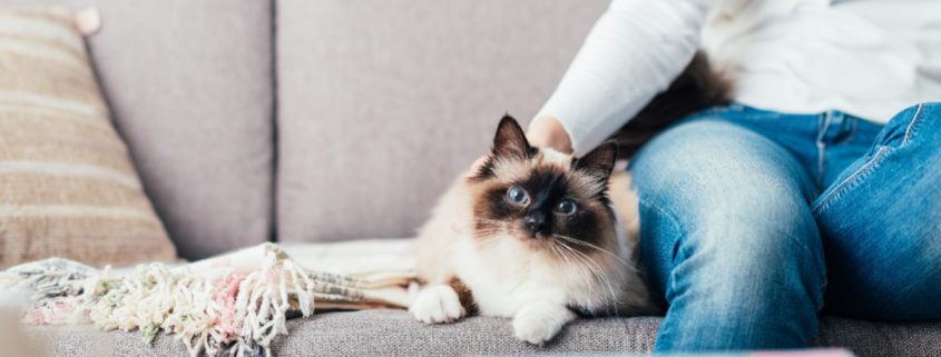 How to Prevent your Cat from Clawing Furniture | NASC