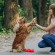 How to Hire a Pet Sitter You Trust | NASC