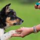 How to Find the Right Dog Trainer | NASC