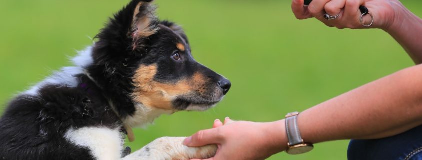 How to Find the Right Dog Trainer | NASC