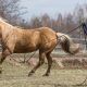 Ways to Exercise your Horse without Riding | NASC