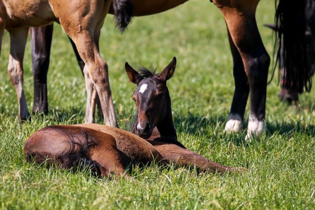 foal resulting from successful horse breeding