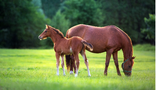 foal and mare after successful horse breeding