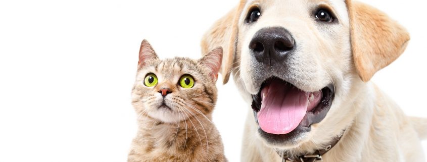 Pet Adoption On Your Mind? Use Our Handy Checklist to Prepare | NASC