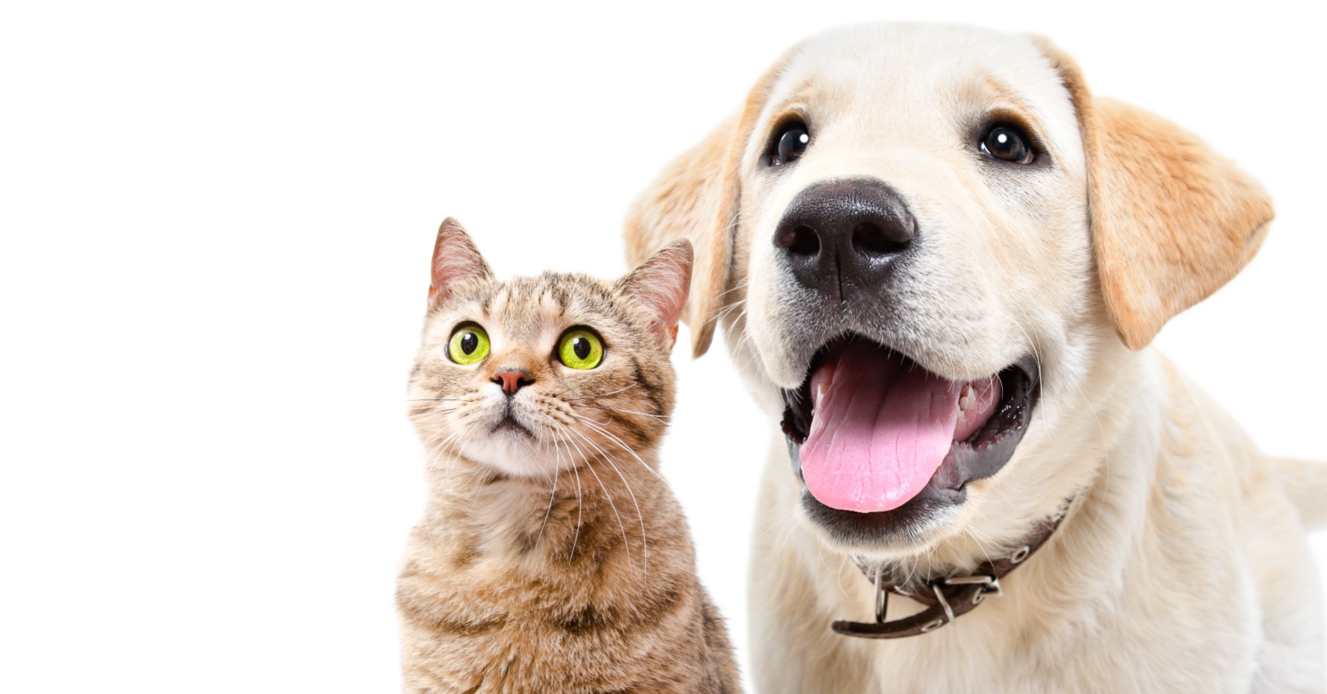 Pet Adoption On Your Mind? Use Our Handy Checklist to Prepare | NASC