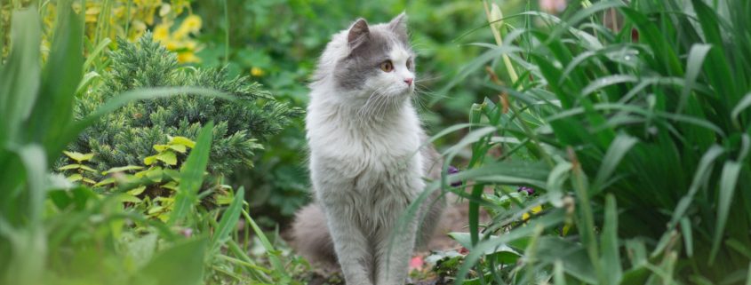 Risks to Consider before Letting your Cat Roam Outdoors | NASC