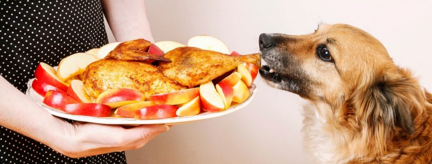 Holiday Foods That Could Harm Your Pet | NASC