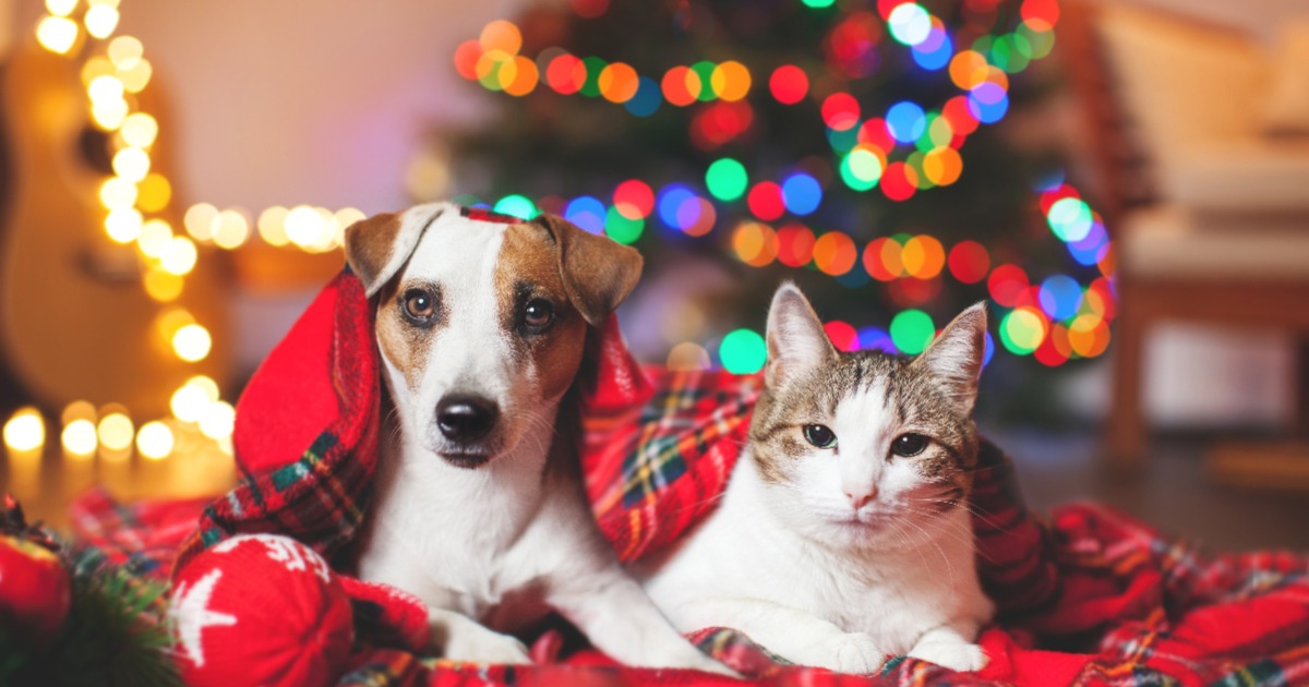 DIY Holiday Gifts for your Pets | NASC