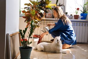 Plants & Flowers that are Toxic to Pets