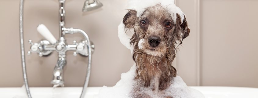 Making Bath Time a Breeze for Your Dog
