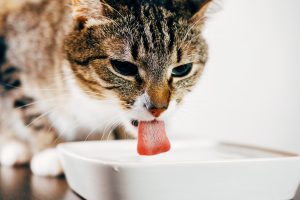 Tips for Giving your Cat Extra Hydration