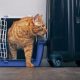 The Best Travel Accessories for Your Cat