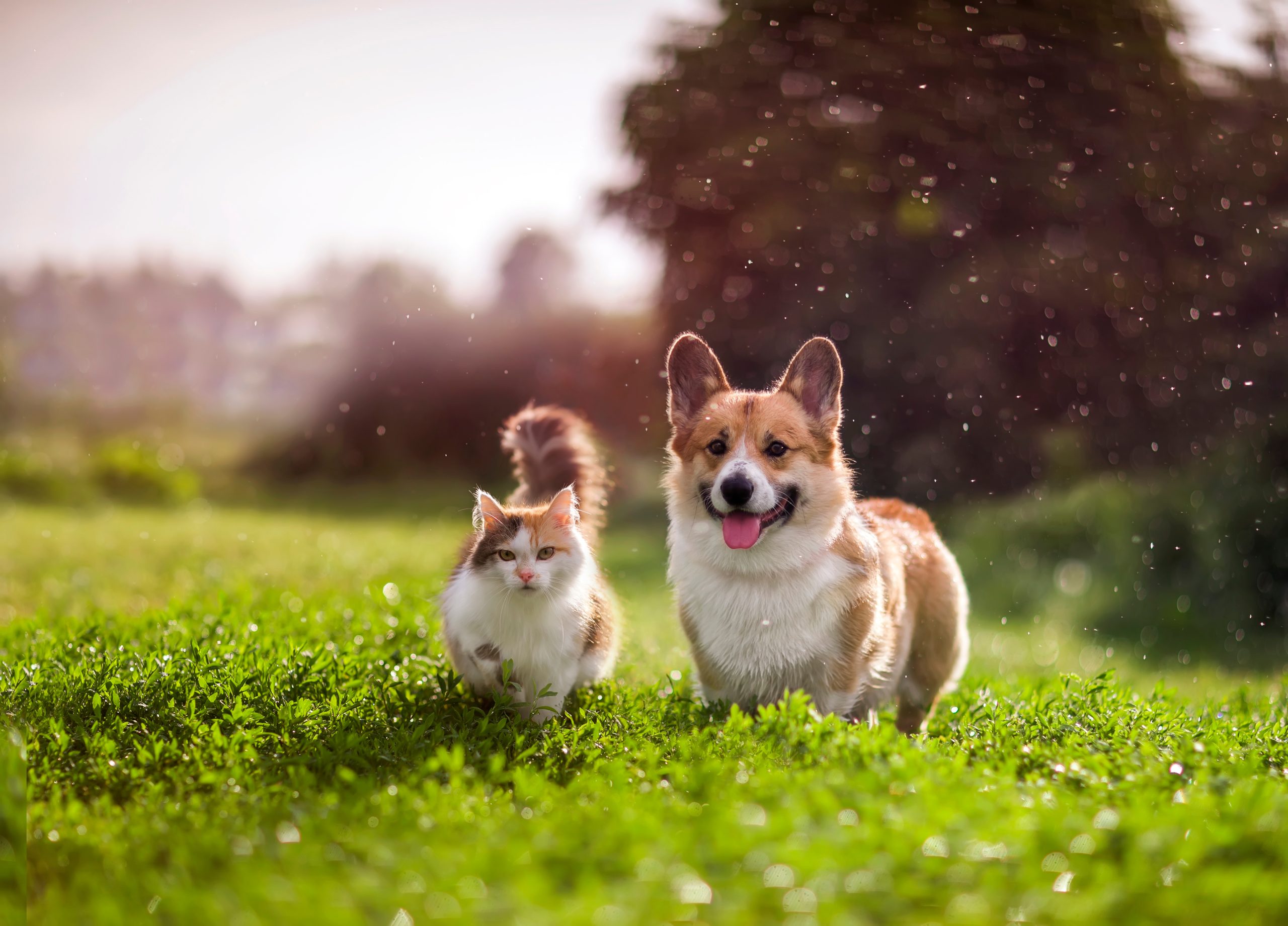 7 Simple Ways You Can Improve Your Pet’s Life