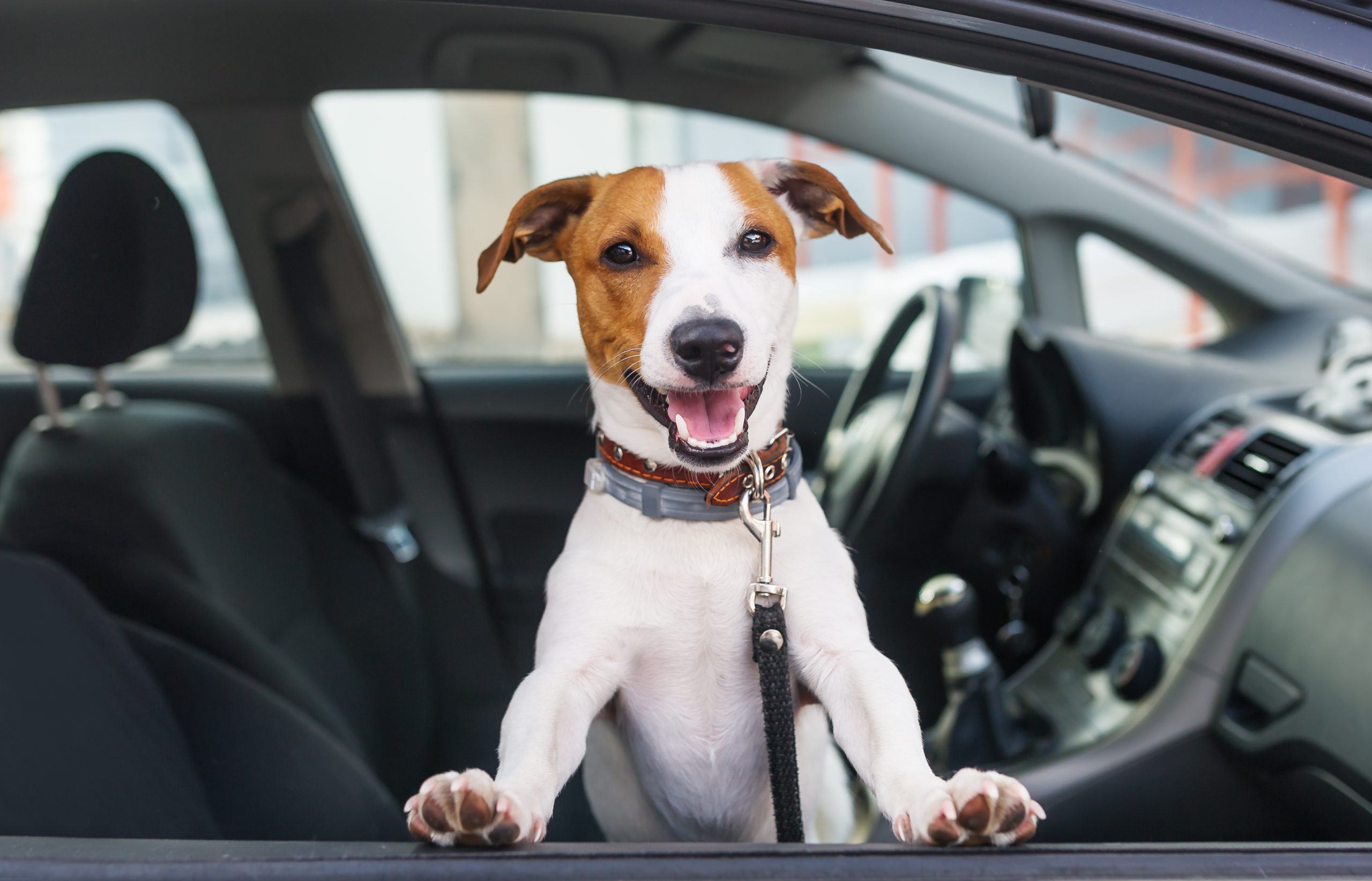 The Dangers of Leaving your Pet in a Hot Car