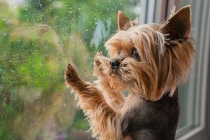 Ways to Exercise your Dog on a Rainy Day
