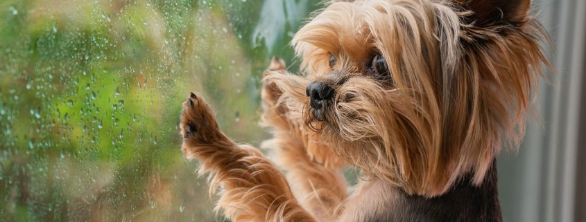 Ways to Exercise your Dog on a Rainy Day