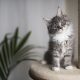 Simple Steps for Taking Care of a New Kitten