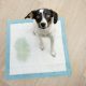 Potty Training Tips and Tricks for New Puppy Owners