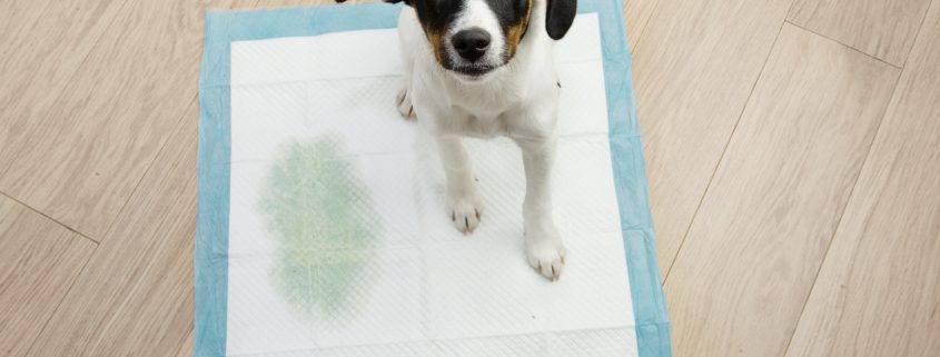 Potty Training Tips and Tricks for New Puppy Owners
