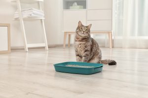 How to Maintain Your Cat’s Litter Box