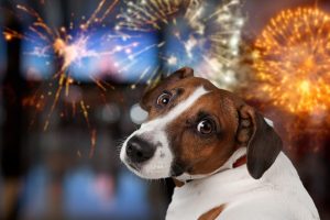 Pet Safety Tips for the 4th of July