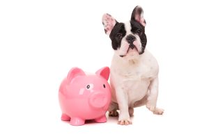 Money-Saving Tips for Pet Owners