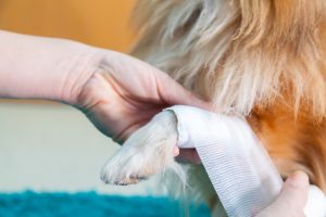 First-Aid Kits for Pets: What to Pack