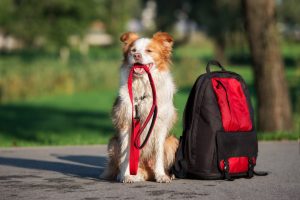 7  Ways to Help your Furry Friends Ditch the Back to School Blues