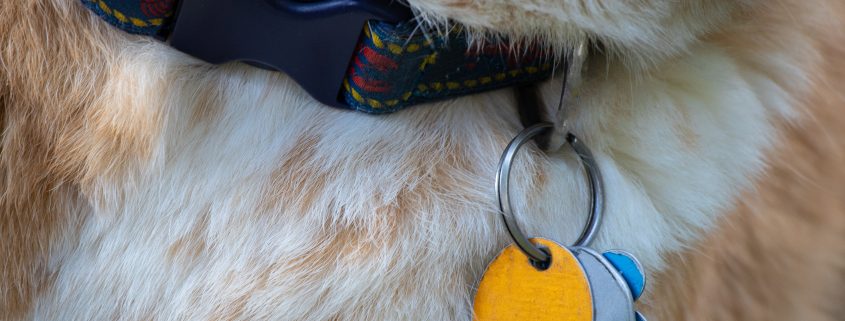 The Importance of ID Tags & Microchips