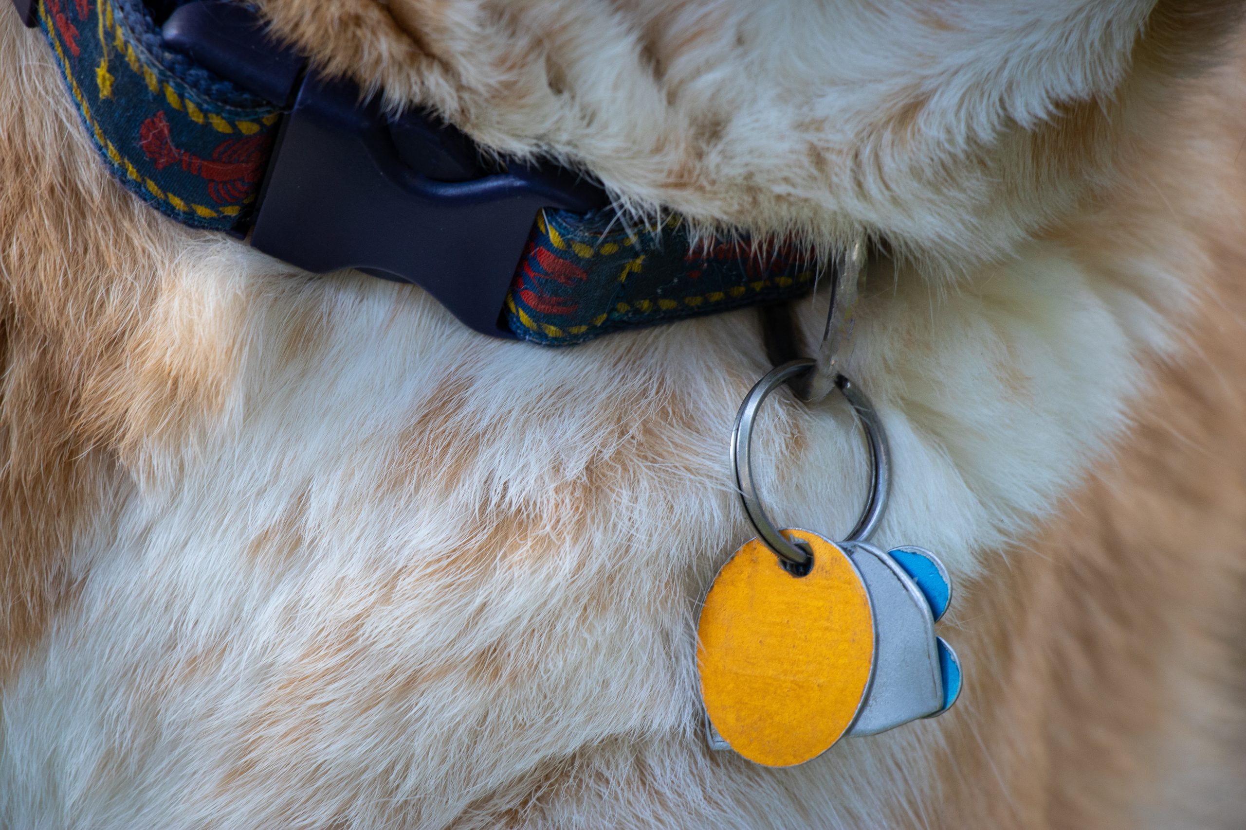 The Importance of ID Tags & Microchips