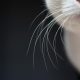 A Cat's Whiskers: How do they work?