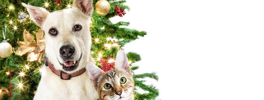 Pet Proofing During the Holidays