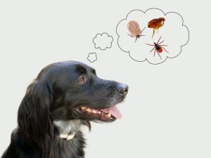 Pests that can Harm Your Pet