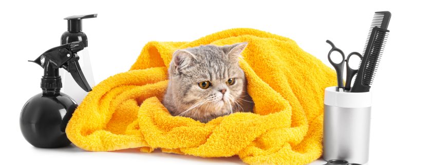 Grooming Tips for Cats