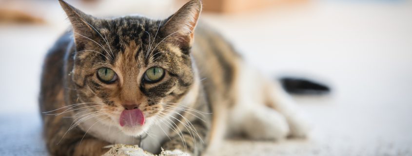The Science Behind Catnip